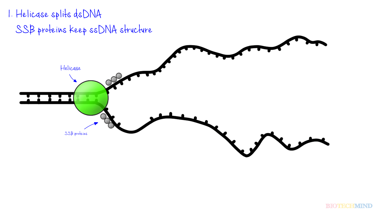 Resultado de imagen de helicasa gifs