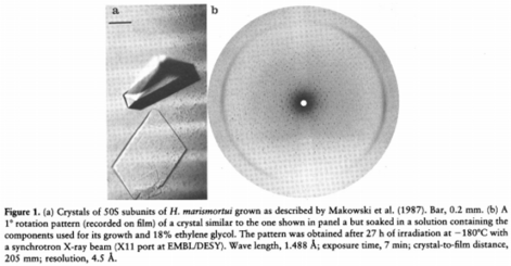 Cristales de la subunidad 50S de H.marismortui / Crystals of the 50S subunit of H.marismortui. Source: Crystallography and Image Reconstructions of Ribosomes. A. Yonath et al., 1990.