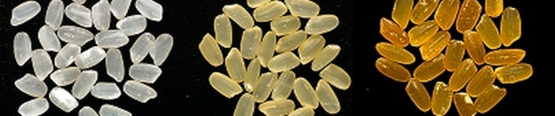 Wild type (Arroz común); Golden Rice 1: Primera generación de arroz dorado; Golden Rice 2: Segunda generación de arroz dorado. Se puede apreciar como aumenta el color anaranjado en los granos a medida que aumenta la acumulación de betacaroteno.